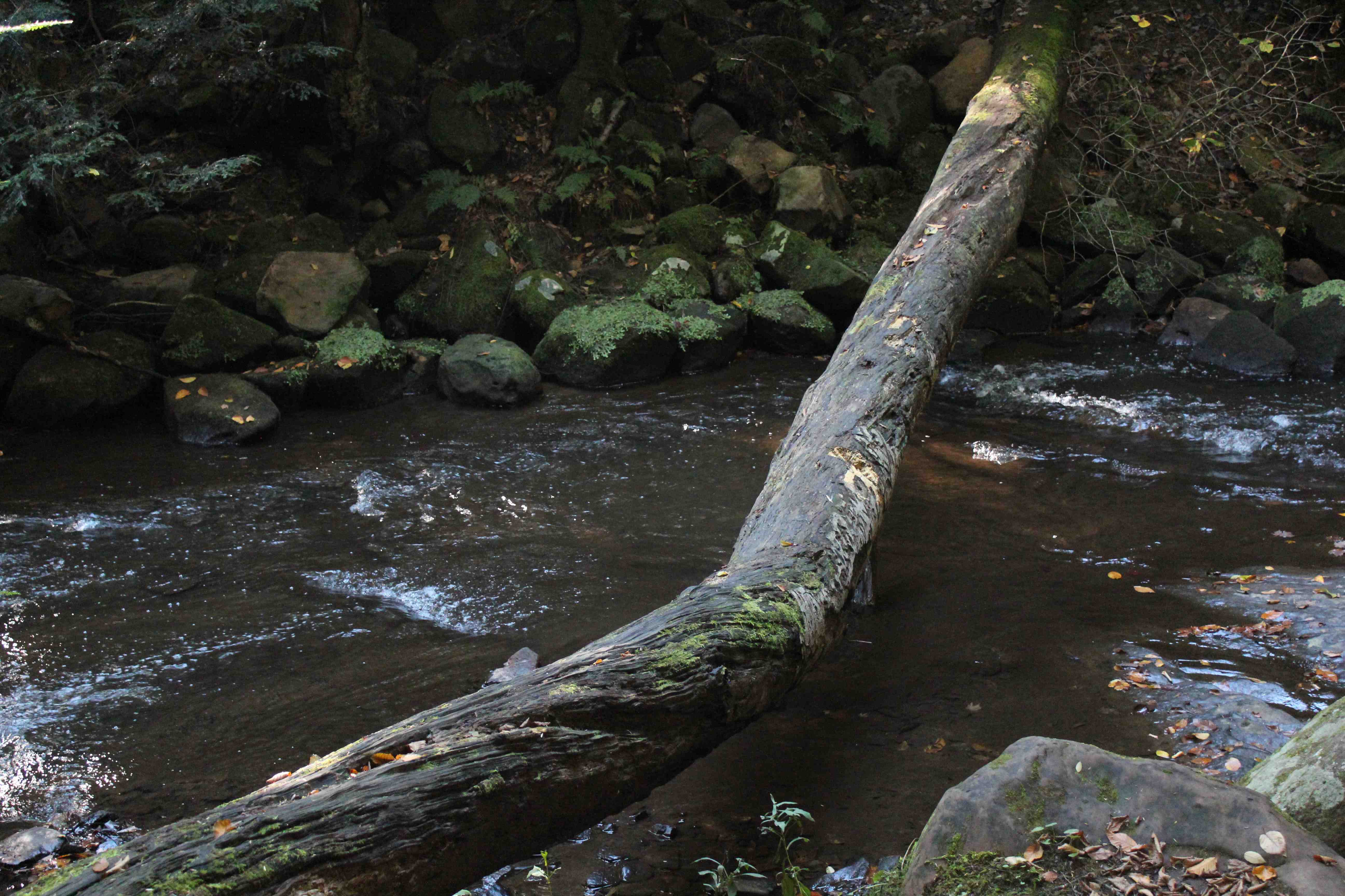 Fallen Log